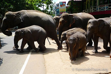 Pinnawala elephant orphanage Sri Lanka