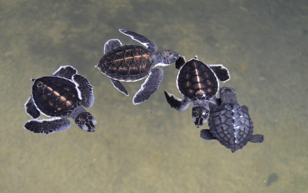 Places to see in Sri Lanka Turtle Hatchery