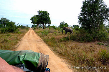 Udawalawe National Park