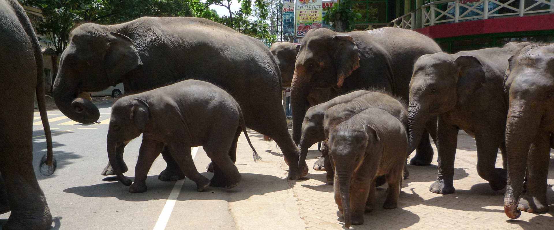 sri lanka elephant orphanage