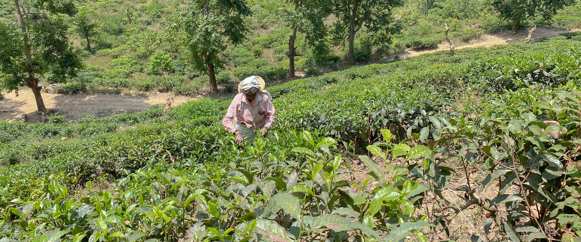 sri lanka tea plucker sri lanka tea plucker