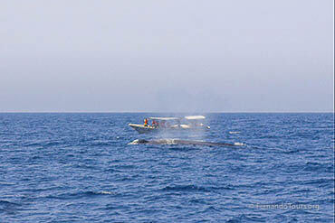 Whale Watching Sri Lanka